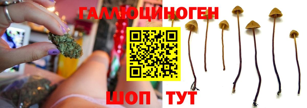 Гурьевск  Псилоцибиновые грибы прущие грибы  Вход с VPN 